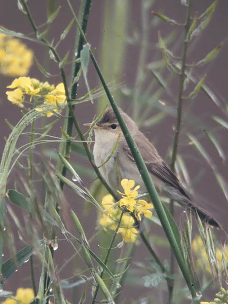 Vaaleakultarinta, Eastern Olivaceous Warbler, Hippolais pallida